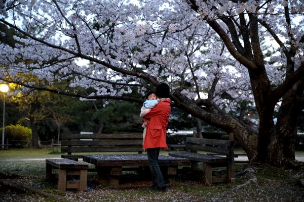 今年の桜～温山荘_b0024419_13561.jpg