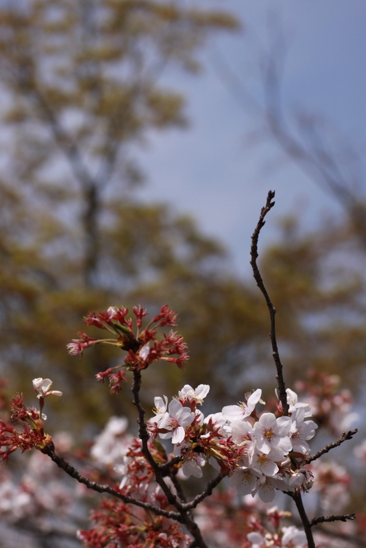 まだ桜･･･(^。^;)_b0165522_8142122.jpg