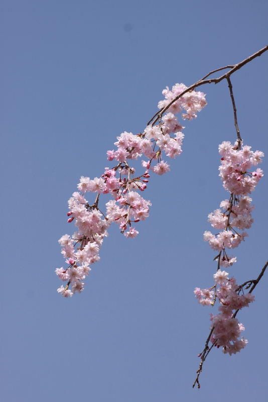 まだ桜･･･(^。^;)_b0165522_8163681.jpg