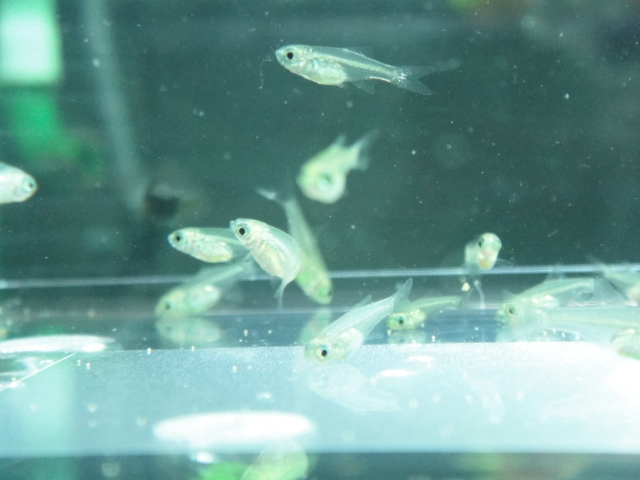 熱帯魚・水草・金魚_f0189122_19142062.jpg