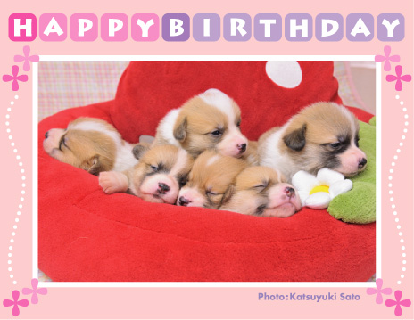 アンナベビーちゃん、お誕生日おめでとう♪_d0102523_2185965.jpg