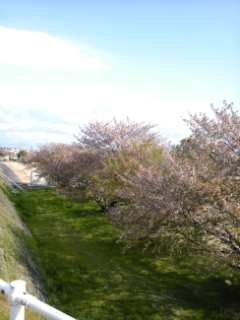 今日の桜観測その２_c0034228_0462354.jpg