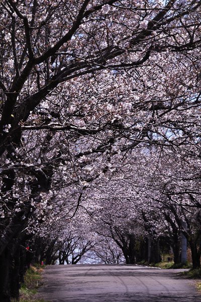 桜道\'11_c0182231_19502275.jpg