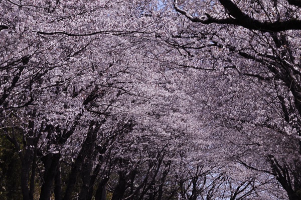 桜道\'11_c0182231_19571719.jpg