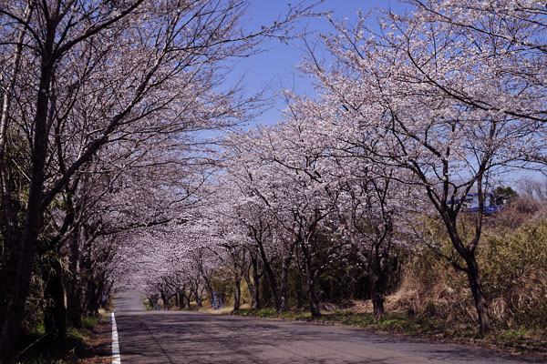 桜道\'11_c0182231_19573781.jpg