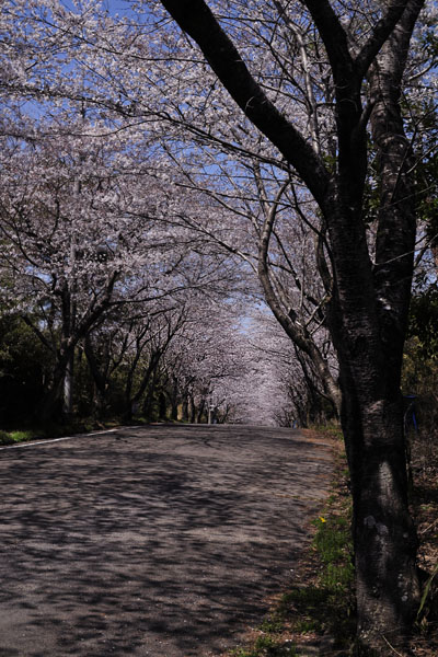 桜道\'11_c0182231_19584870.jpg