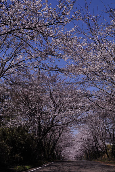 桜道\'11_c0182231_1959180.jpg