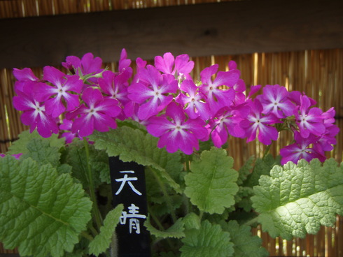 名勝史跡　向島百花園_e0202231_22411442.jpg