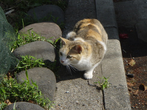 名勝史跡　向島百花園_e0202231_2314558.jpg