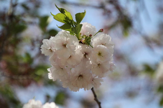 近所の八重桜_e0064133_1133077.jpg