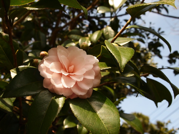 c0000134_2257107.jpg