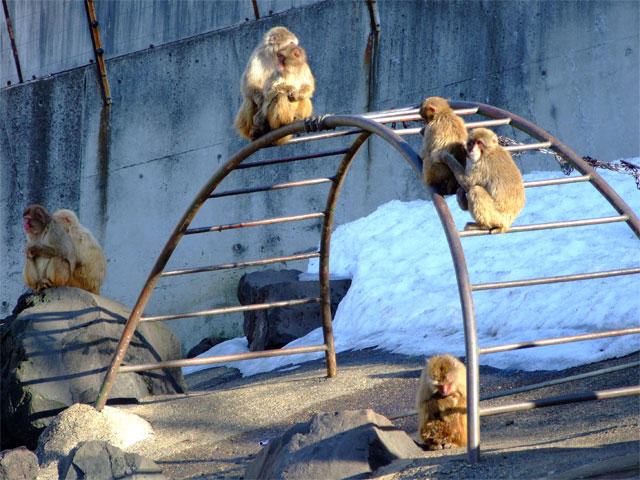 Monkeys in the dusk_a0179837_18343725.jpg