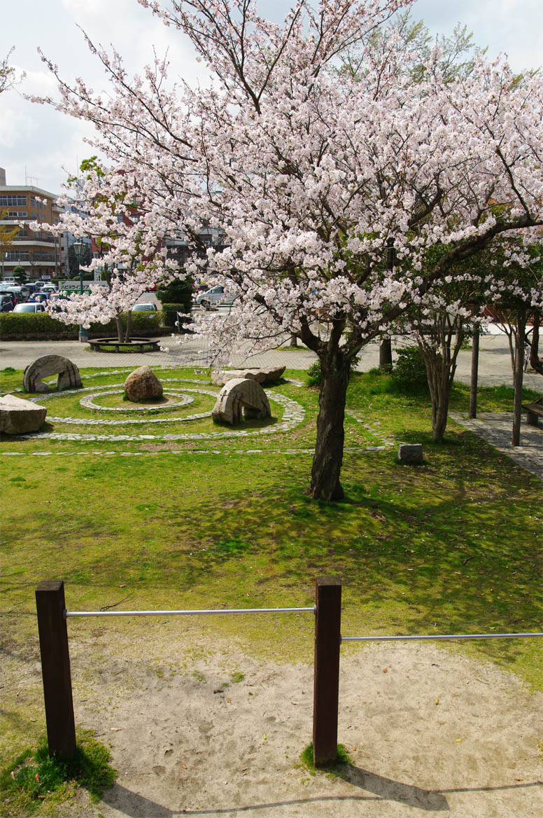 加茂町／公園の桜_f0227938_9422266.jpg