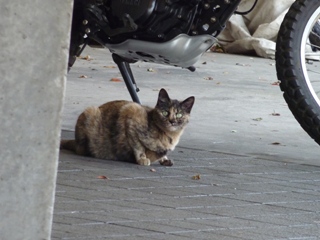 そと猫のお友だち マーブルちゃん編。_a0143140_23365814.jpg