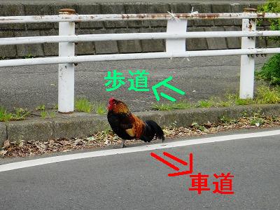 コッコさん、あぶない!_e0195743_2381539.jpg