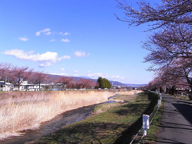 桜満開まで、あと少し_f0234644_15551997.jpg