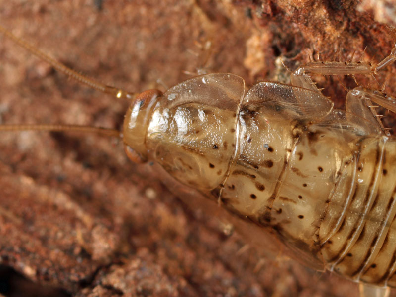 ウスキヒラタゴキブリ幼虫、サツマゴキブリ幼虫、他_e0219249_0374098.jpg