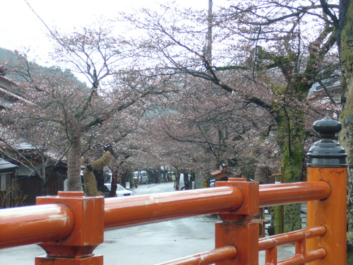 がいせん桜開花情報　【咲きはじめ】　２０１１年４月２０日_b0174451_7471356.jpg