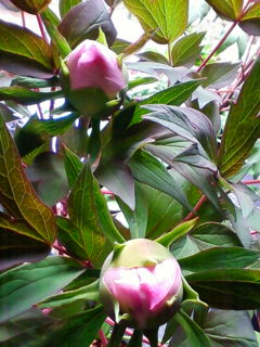 紫仙庵の草花３０「ボタン」_f0138653_1185754.jpg