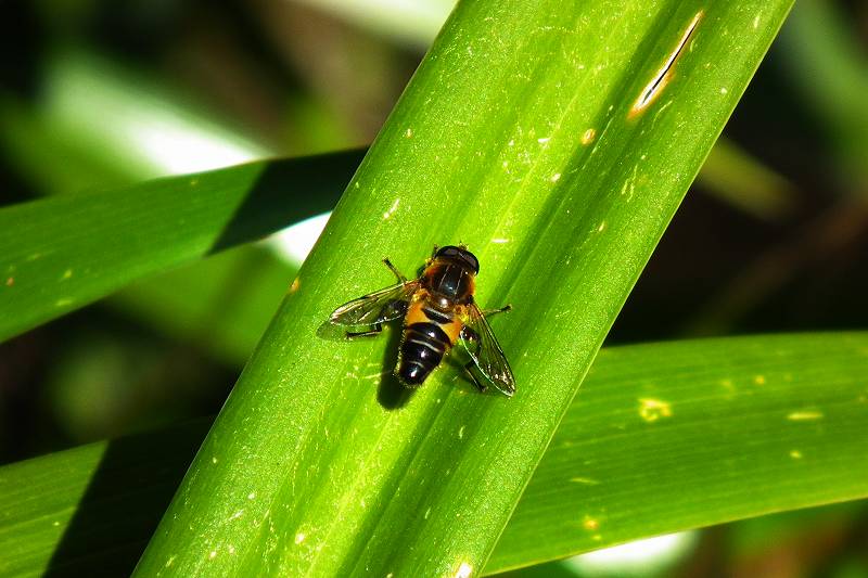 テングチョウ　キチョウ　ハナバチ２種　カワラヒワの散歩　ムクドリ飛翔_a0018655_23504239.jpg