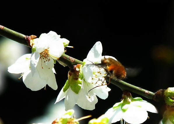 テングチョウ　キチョウ　ハナバチ２種　カワラヒワの散歩　ムクドリ飛翔_a0018655_23542512.jpg