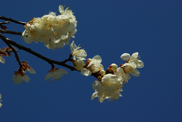 水芋集落へ～_d0041158_13131469.jpg