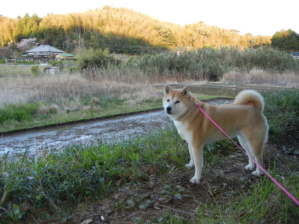 2011年4月20日(水)花冷えの勝浦!_f0060461_16125220.jpg