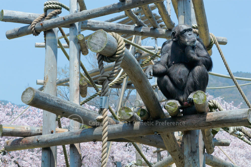 王子動物園 桜の季節 Vol.4_a0111162_2014290.jpg