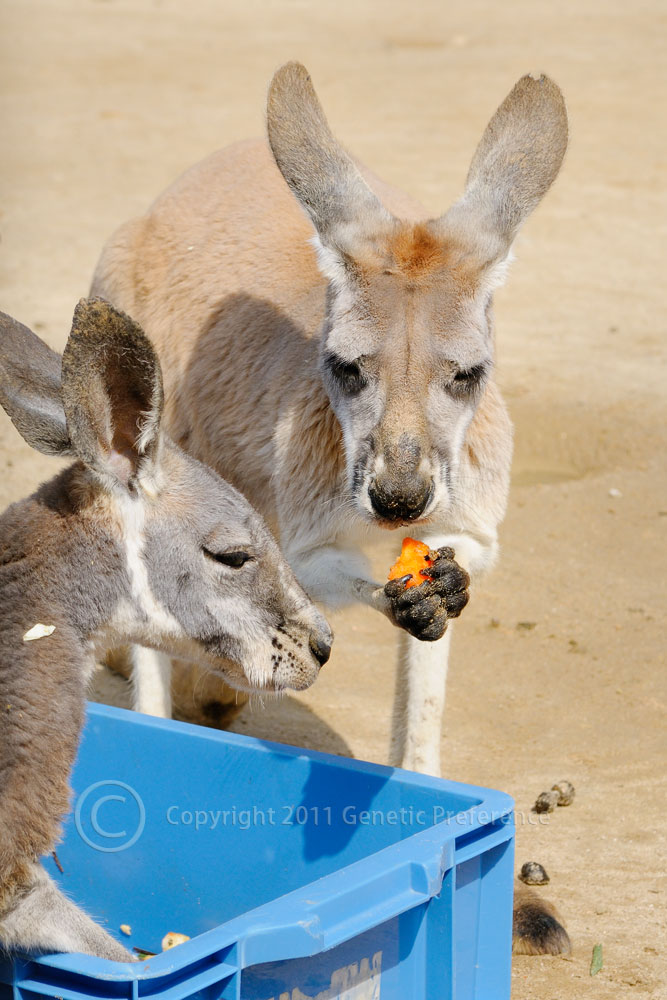 王子動物園 桜の季節 Vol.4_a0111162_2021364.jpg