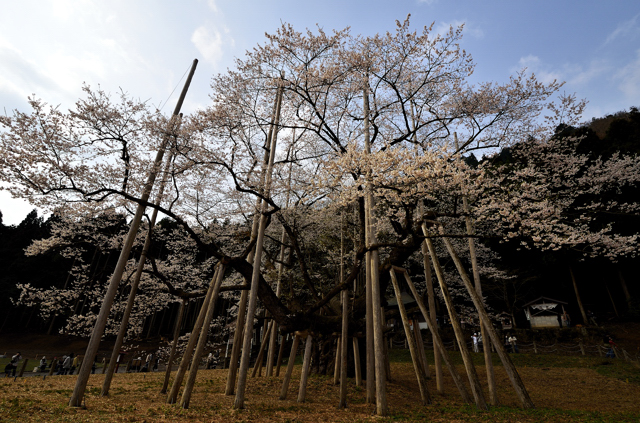 東京の桜開花は三月二十二日、満開は三十一日だそう_a0031363_6184165.jpg