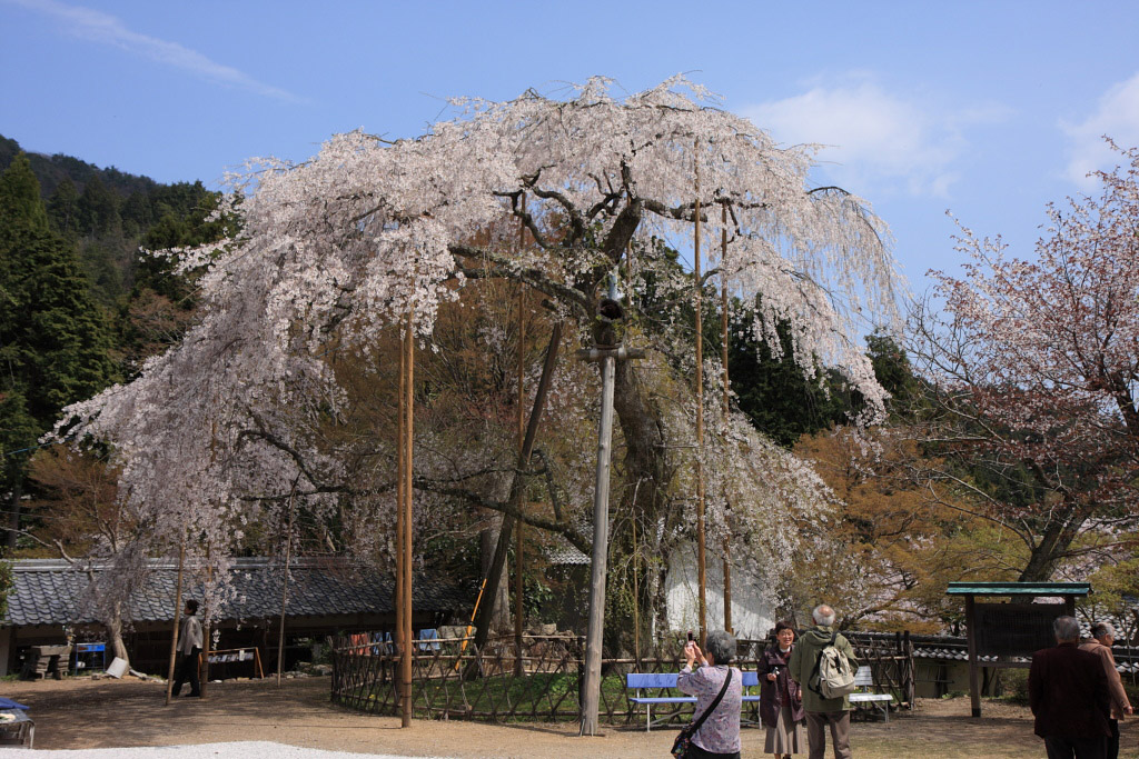 　　徳源院・清瀧寺の道誉ざくら　１_f0129465_584479.jpg