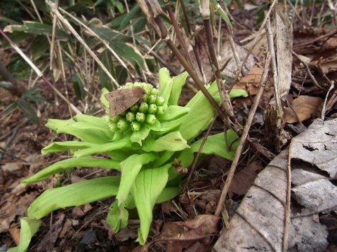 ホソバキリガの訪花_b0130166_2319282.jpg