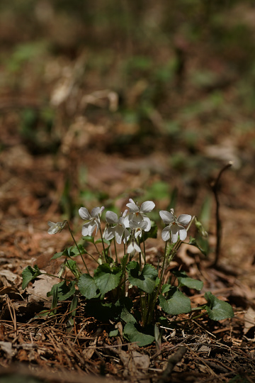 e0054067_21301052.jpg