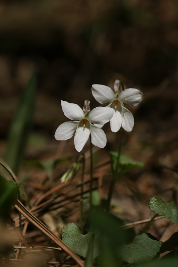 e0054067_2130992.jpg