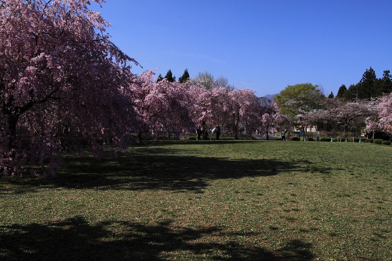 羊山の桜_a0024968_11112972.jpg