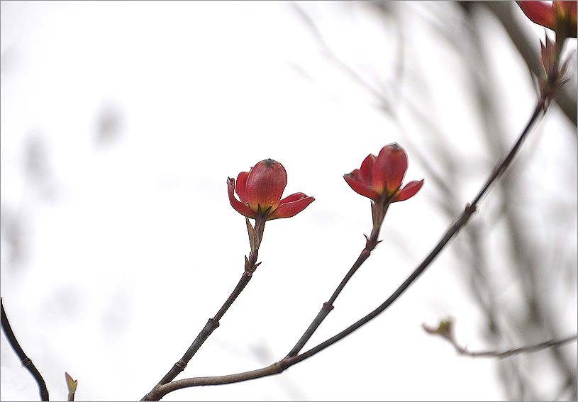 晩春の雨か・・・_f0198771_0404074.jpg