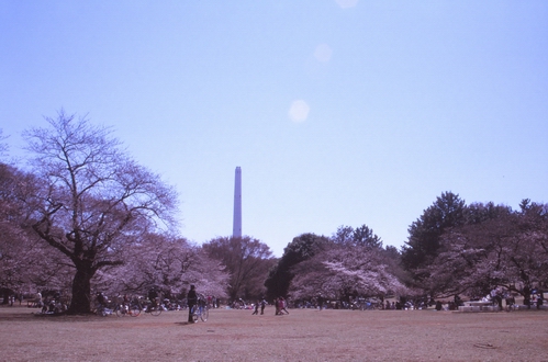 ご近所桜＾＾ｖ_c0124773_2245737.jpg