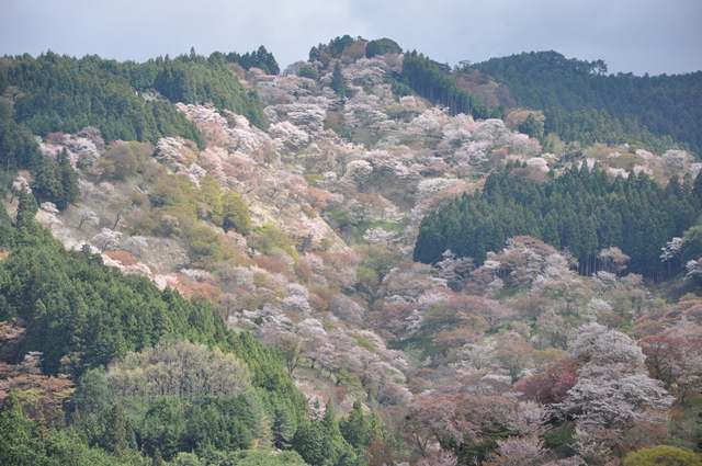 世界遺産吉野　奥千本　中千本　　　　4月20日_d0163073_20281638.jpg