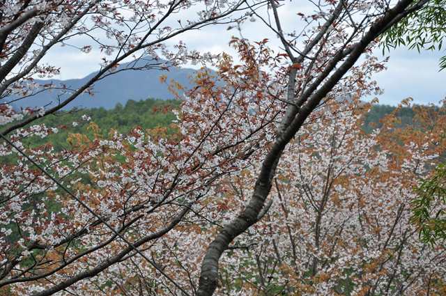 世界遺産吉野　奥千本　中千本　　　　4月20日_d0163073_20354928.jpg