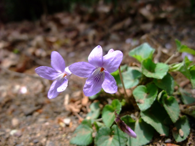 ２０１１年　お花見　その②_a0043982_22292539.jpg