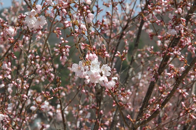 秘密基地にも桜が・・・_c0148582_12302967.jpg