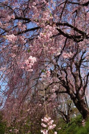 しだれ桜_e0105782_157596.jpg