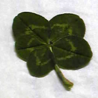 e0060483_2152899.jpg
