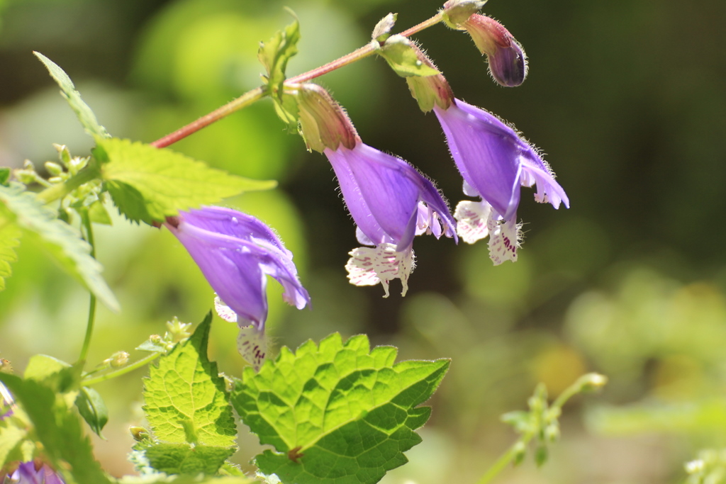 ラショウモンカズラ 羅生門葛 とカキドオシ 垣通し 野の花は難しい 空に近い週末 めっせーじ Vol 2 ラショウモンカズラ 羅生門葛 とカキドオシ 垣通し 野の花は難しい 空に近い週末 めっせーじ Vol 2
