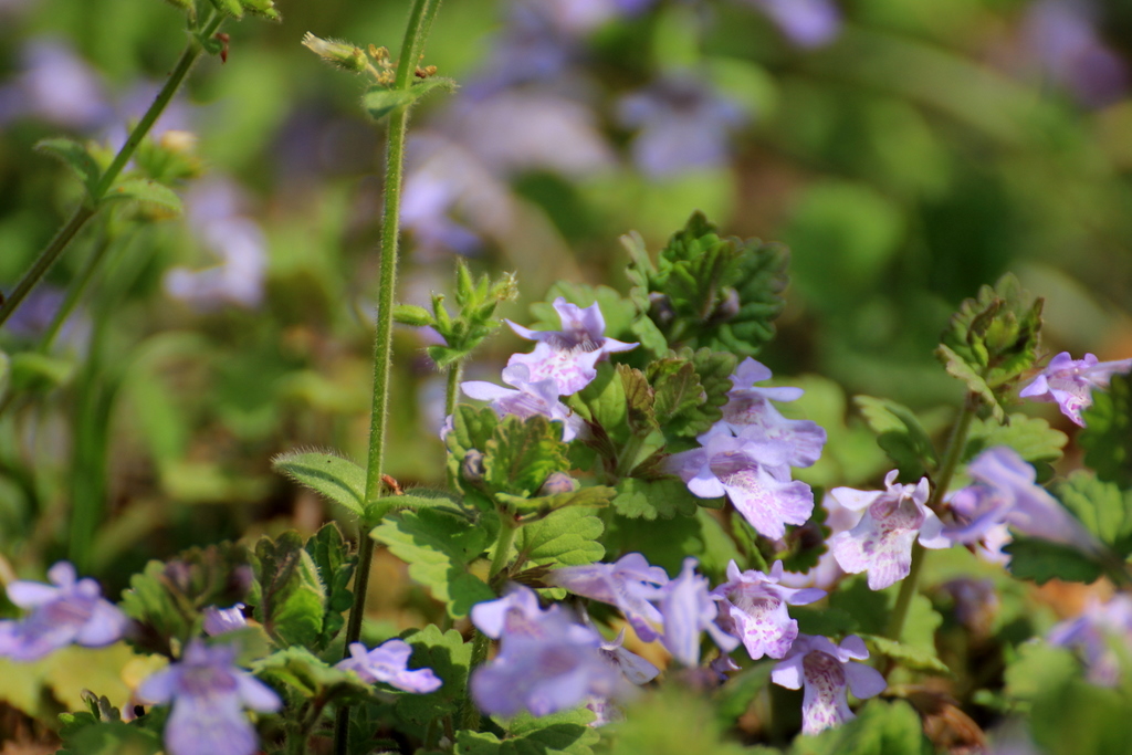 ラショウモンカズラ 羅生門葛 とカキドオシ 垣通し 野の花は難しい 空に近い週末 めっせーじ Vol 2 ラショウモンカズラ 羅生門葛 とカキドオシ 垣通し 野の花は難しい 空に近い週末 めっせーじ Vol 2