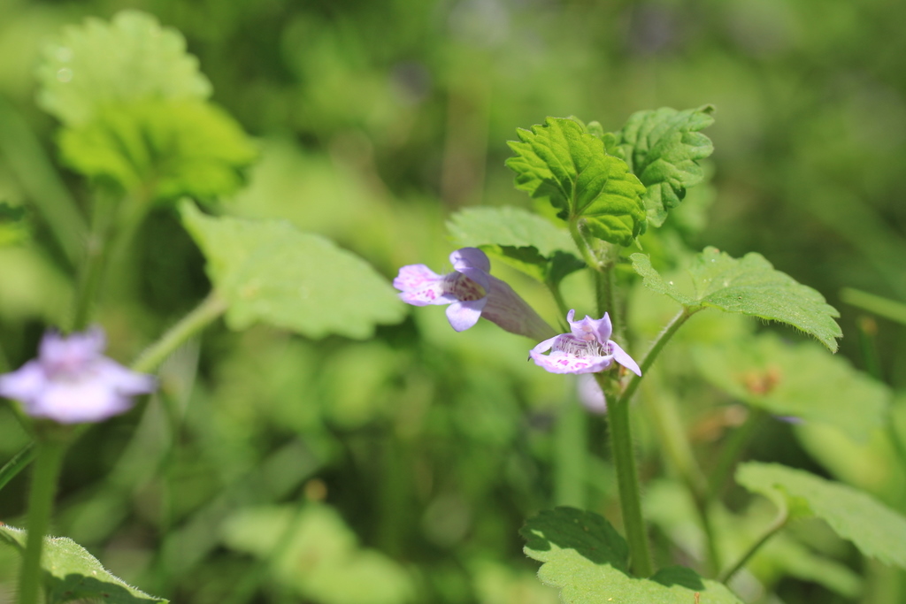 ラショウモンカズラ 羅生門葛 とカキドオシ 垣通し 野の花は難しい 空に近い週末 めっせーじ Vol 2
