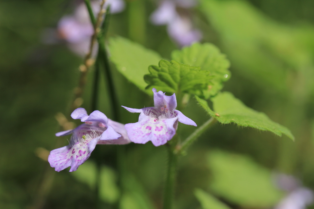 ラショウモンカズラ 羅生門葛 とカキドオシ 垣通し 野の花は難しい 空に近い週末 めっせーじ Vol 2