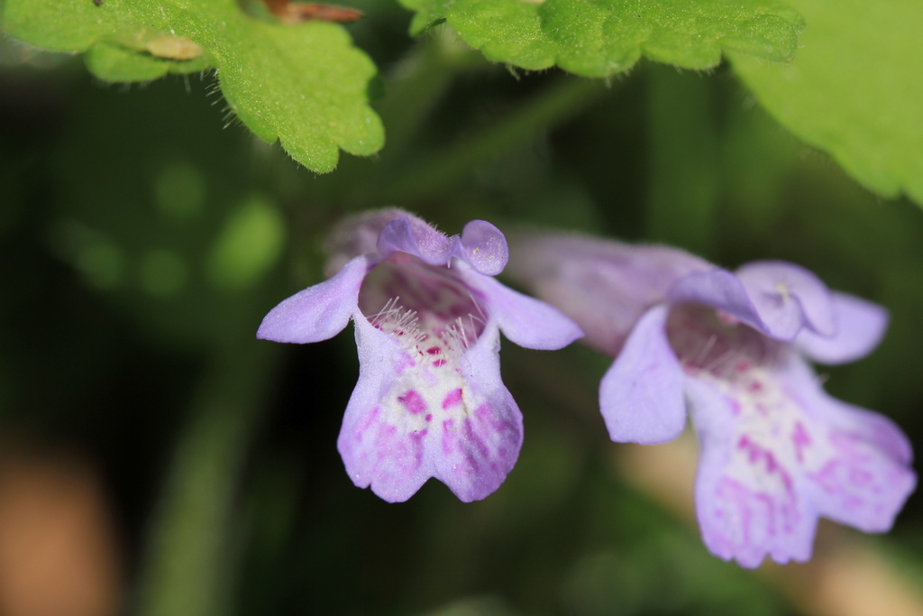 ラショウモンカズラ 羅生門葛 とカキドオシ 垣通し 野の花は難しい 空に近い週末 めっせーじ Vol 2