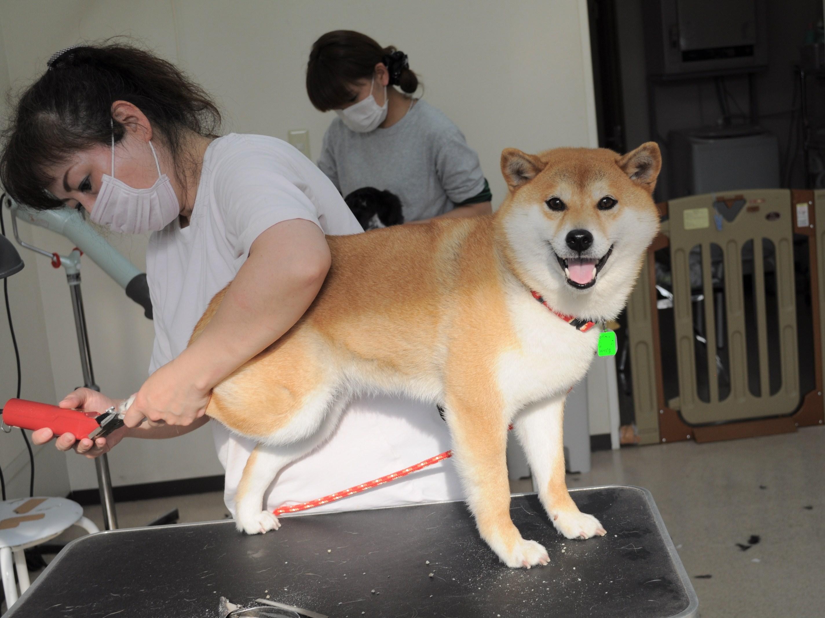 だって可愛いんだもん!_a0126590_22453310.jpg