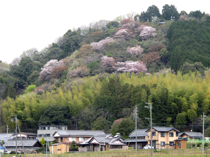 金比羅山に登ろう 2_b0145296_724936.jpg